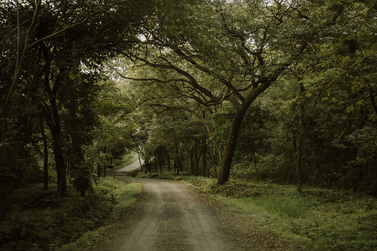 costa rica A picturesque dirt road winding through a dense forest, perfect for engagement photos in Costa Rica.